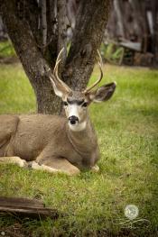 John Day Wildlife